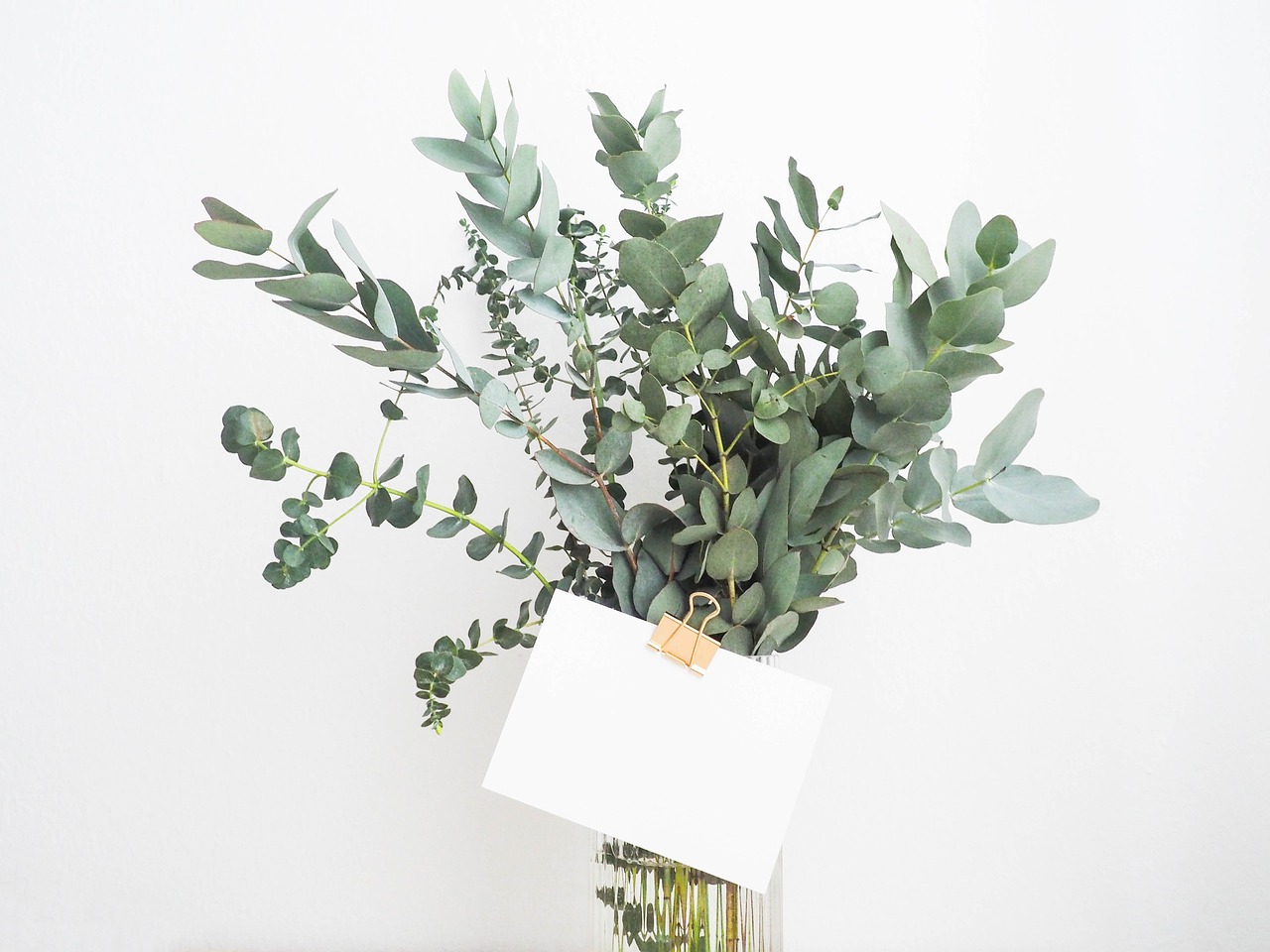 植物の写真